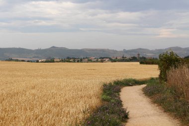 Navarra İspanya 'da Camino de Santiago yolunda Muruzabal' a doğru buğday tarlası ve toprak yol Temmuz 2024