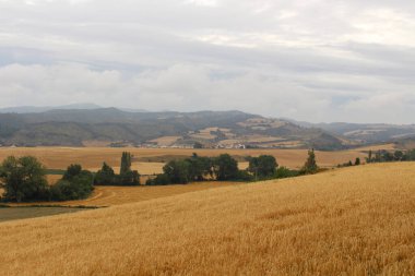 Navarra İspanya Temmuz 2024 'te Muruzabal Camino de Santiago' ya doğru buğday tarlası ve toprak yol