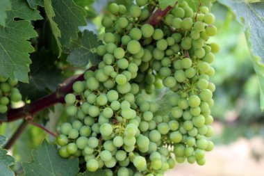 Navarra İspanya 'da Camino de Santiago güzergahı boyunca uzanan üzüm bağının yakınındaki yeşil üzümler. Temmuz 2024