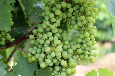 Navarra İspanya 'da Camino de Santiago güzergahı boyunca uzanan üzüm bağının yakınındaki yeşil üzümler. Temmuz 2024