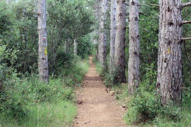 Navarra İspanya 'da Camino de Santiago Frances üzerinde Luquin yolunda yeşil orman ve toprak yol Temmuz 2024