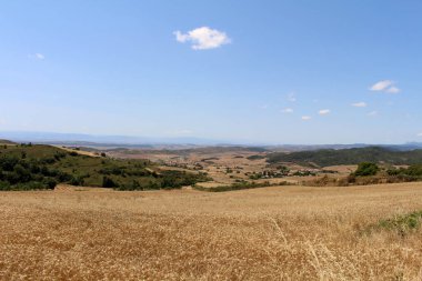 Camino de Santiago Frances, Luquin 'deki buğday çiftliği Navarra İspanya Temmuz 2024