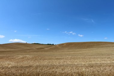 Navarra İspanya 'da Camino de Santiago Frances üzerinde Los Arcos' a giden buğday tarlaları Temmuz 2024