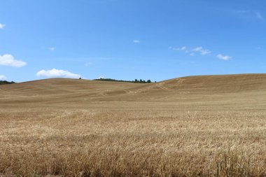 Navarra İspanya 'da Camino de Santiago Frances üzerinde Los Arcos' a giden buğday tarlaları Temmuz 2024