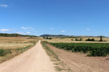 İspanya 'da Camino de Santiago Frances üzerinde Los Arcos' a giden yolun her iki tarafında buğday tarlaları olan toprak patika. Temmuz 2024