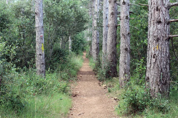 Navarra İspanya 'da Camino de Santiago Frances üzerinde Luquin yolunda yeşil orman ve toprak yol Temmuz 2024