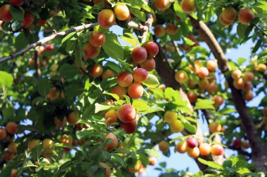 Temmuz 2024 'te yeşil yapraklar ve mavi gökyüzü ile parlak güneş ışığı altında ağaç dallarında sallanan olgun kayısılar.