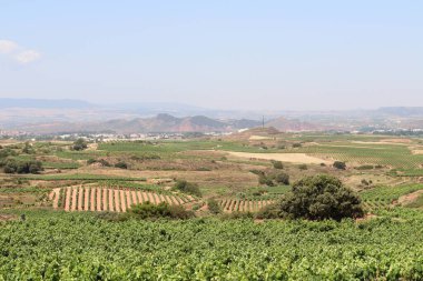 Najera La Rioja İspanya 'ya yaklaşırken ön planda üzüm bağları ve Camino Frances Temmuz 2024 boyunca şehrin ufuk çizgisi