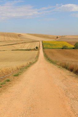Azofra Temmuz 2024 'ten sonra mavi yaz gökyüzü altında ayçiçeklerinin ve buğday tarlalarının manzarası