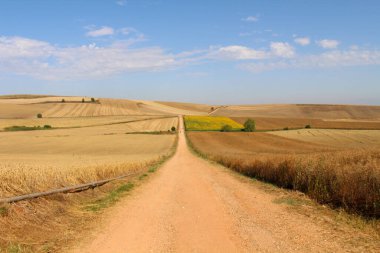 Camino Frances 'ın güzergahı, altın buğday ve çiçek açan ayçiçekleriyle çevrili kırsal yoldan geçen hacılarla doludur. Temmuz 2024