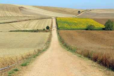 Kırsal toprak yolu, La Rioja İspanya Temmuz 202 'de arkasında buğday peyzajı bulunan ayçiçeği çiftliğinden geçiyor.