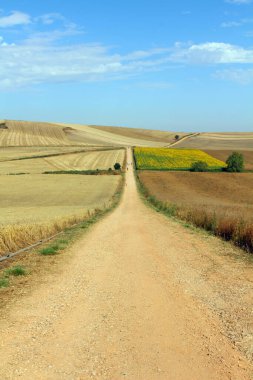 Camino yolu, ay çiçeği tarlalarını ve Azofra La Rioja İspanya yakınlarındaki açık buğday kırlarını geçiyor. Temmuz 2024