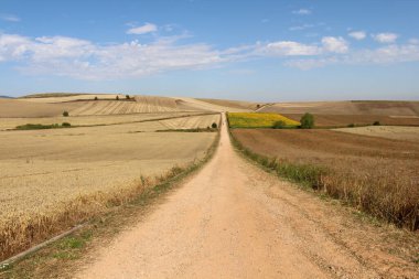 Azofra 'dan sonra açık arazide toprak pist hacıları ve geniş buğday ve ayçiçeği tarlaları güçlü güneş ışığı altında Temmuz 2024