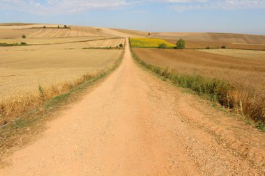 Azofra 'dan sonra açık arazide toprak pist hacıları ve geniş buğday ve ayçiçeği tarlaları güçlü güneş ışığı altında Temmuz 2024