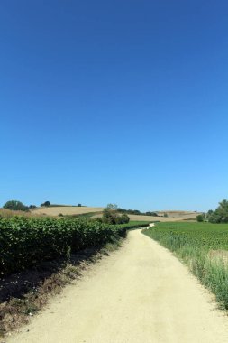 Belorado 'dan batıya yürürken kırsal bir patika boyunca Tosantos ve Villambistia' ya giden yolda çiçek açan ayçiçekleriyle dolu bir yol boyunca Temmuz 2024