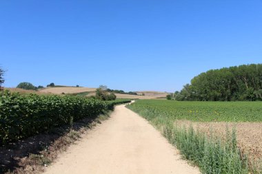 Belorado 'dan batıya yürürken kırsal bir patika boyunca Tosantos ve Villambistia' ya giden yolda çiçek açan ayçiçekleriyle dolu bir yol boyunca Temmuz 2024