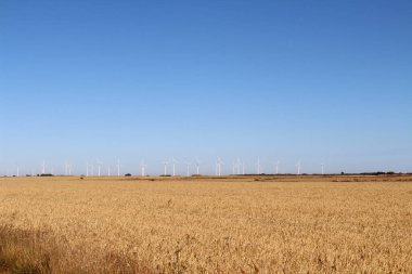 Temmuz 2024 'te Hornillos del Camino' dan Hontanas 'a doğru yeldeğirmeni ve buğday çiftliğine doğru yola çıktı.