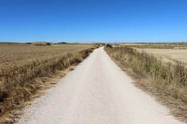 Temmuz 2024 'te Hornillos del Camino ile Hontanas arasındaki Hilly çiftliği.