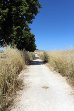 Temmuz 2024 'te Hontanas' tan Castrojeriz 'e giden toprak yol Camino Trai kırsalına çıkıyor.