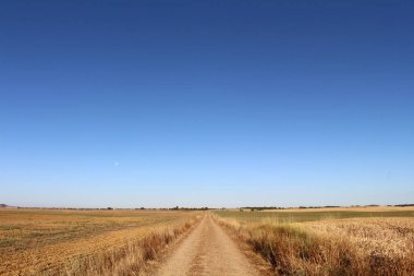 Temmuz 2024 'te Boadilla del Camino' ya doğru toprak yol Meset üzerinde mavi gökyüzü
