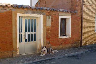 El Burgo Ranero 'da köpek Temmuz 2024 Turuncu tuğlalı ev cephesi