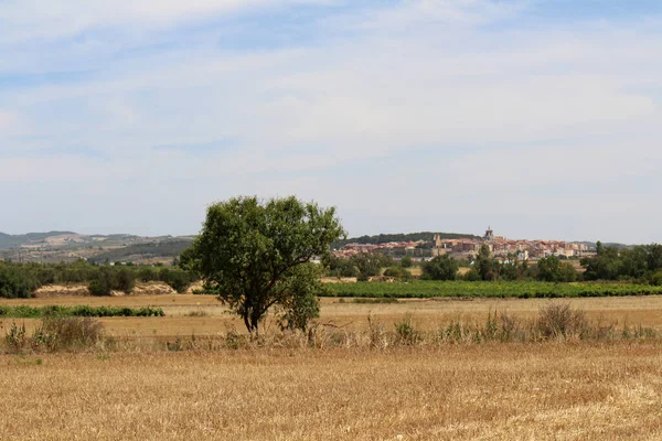 Navarra İspanya 'da Camino de Santiago Frances üzerinde Viana' dan ayrılan buğday tarlalarında toprak izleri Temmuz 2024