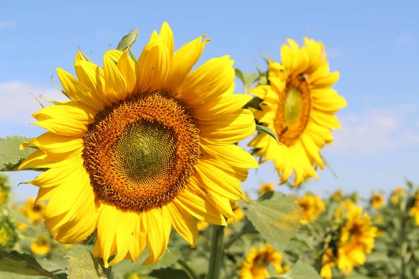 Azofra Temmuz 2024 'ten sonra mavi yaz gökyüzü altında ayçiçeklerinin ve buğday tarlalarının manzarası