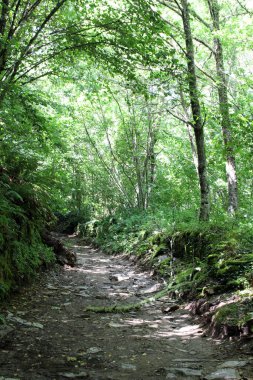 Las Herrerias 'tan Ruitelan' a doğru hareket ediyor. Temmuz 2024 Camino yolu kavşağında.