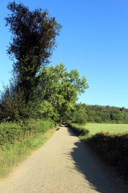 Boente yakınlarında Camino yolunda bir köpek Temmuz 2024 Güneşli Gök altında mısır ve buğday tarlaları