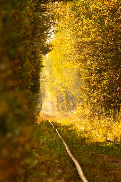 Autumn tunnel over the railway. Beautiful background with a landscape of trees and a road going beyond the horizon