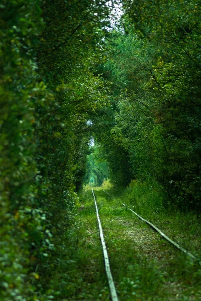 Summer tunnel over the railway. Beautiful background with a landscape of green trees and a road going beyond the horizon