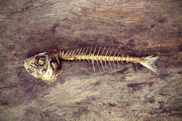 Peixe comido com cabeça e cauda — Fotografia de Stock