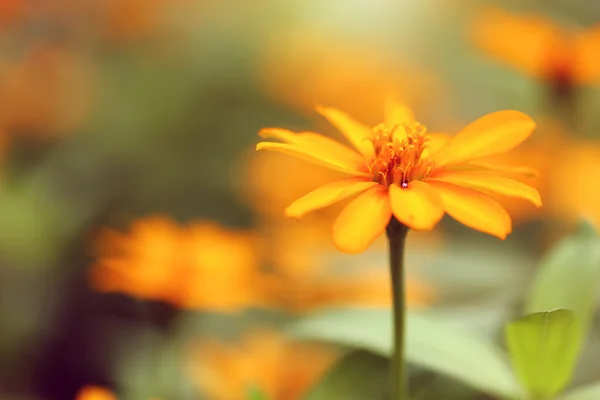 Gelb Jahrgang Blume Hintergrund — Stockfoto
