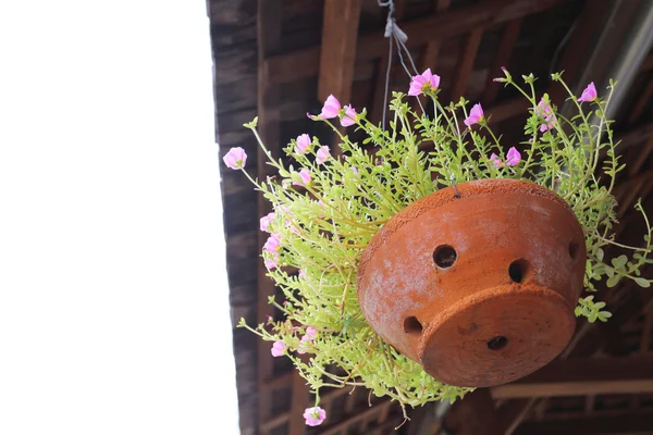 Kleine roze bloem in klei pot opknoping op het dak — Stockfoto