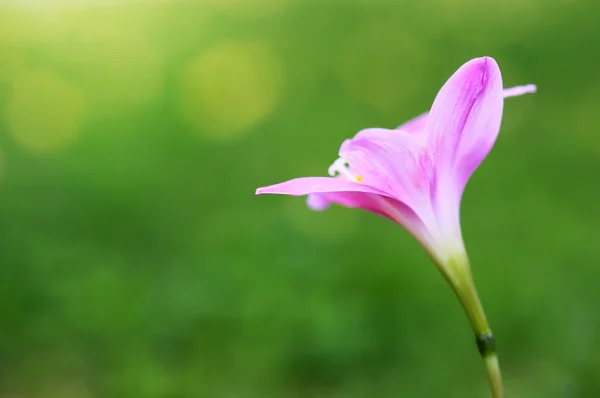 Rain Lily Foco suave Flores cor de rosa florescendo no jardim — Fotografia de Stock