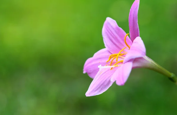 Regenlilie weicher Fokus rosa Blüten blühen im Garten — Stockfoto