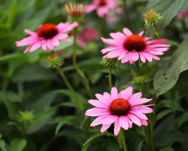 Osteospermum 花黛西花园里 — 图库照片