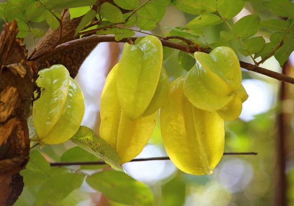 Green and yellow star apple fruit carambola on the tree — Stock Photo, Image