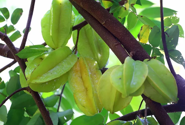 Grüner und gelber Stern Apfelfruchtkarambolage am Baum — Stockfoto