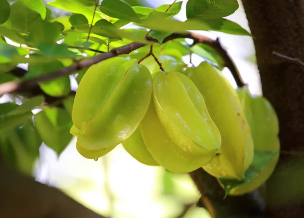 Green and yellow star apple fruit carambola on the tree — Stock Photo, Image