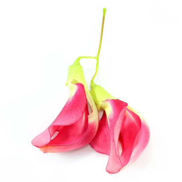 Légumes frais Colibri Oiseau Esban Agasta sur fond blanc . — Photo