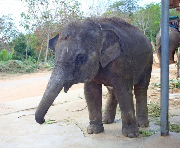 Elefante tailandês bebé — Fotografia de Stock