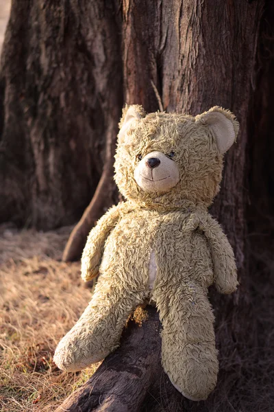 Teddybär sitzt gegen Baum — Stockfoto