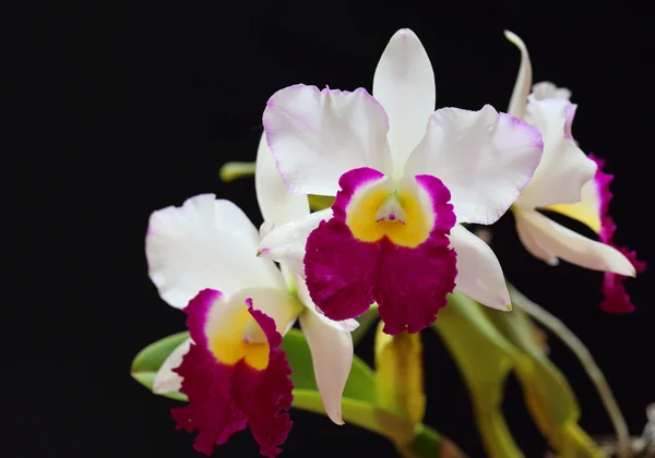 Bílá orchidej Cattleya na černém pozadí — Stock fotografie