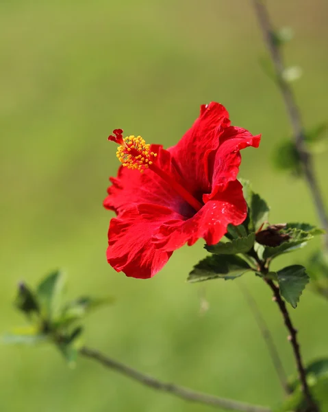 Κόκκινος Ιβίσκος λουλούδι — Φωτογραφία Αρχείου