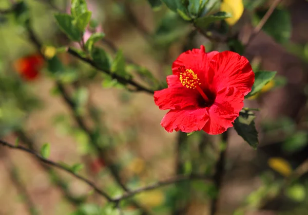 Квітка гибискуса з червоним — стокове фото
