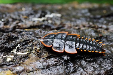 Firefly veya yıldırım hata rainforest Phuket Tayland