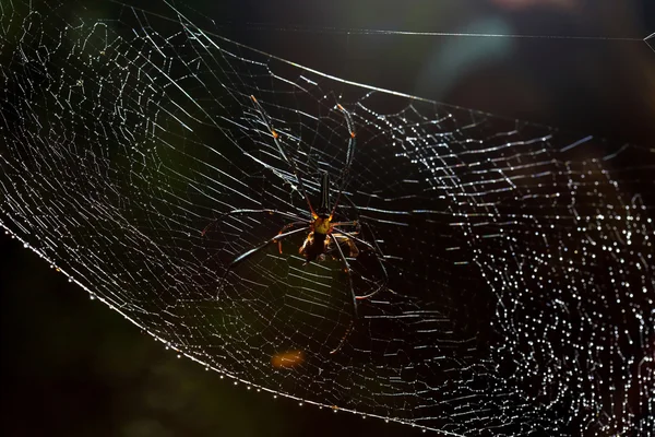 Χρυσή αράχνη ξύλου (Nephila pilipes) με την τροφή σε επίπεδες επιφάνειες — Φωτογραφία Αρχείου