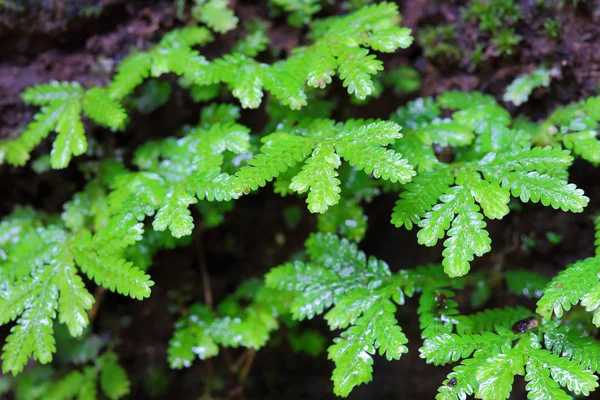 在雨林中的小蕨叶 — 图库照片