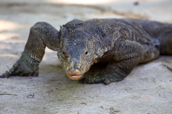 Komodo Dragon à Koh rog île andaman Thaïlande — Photo